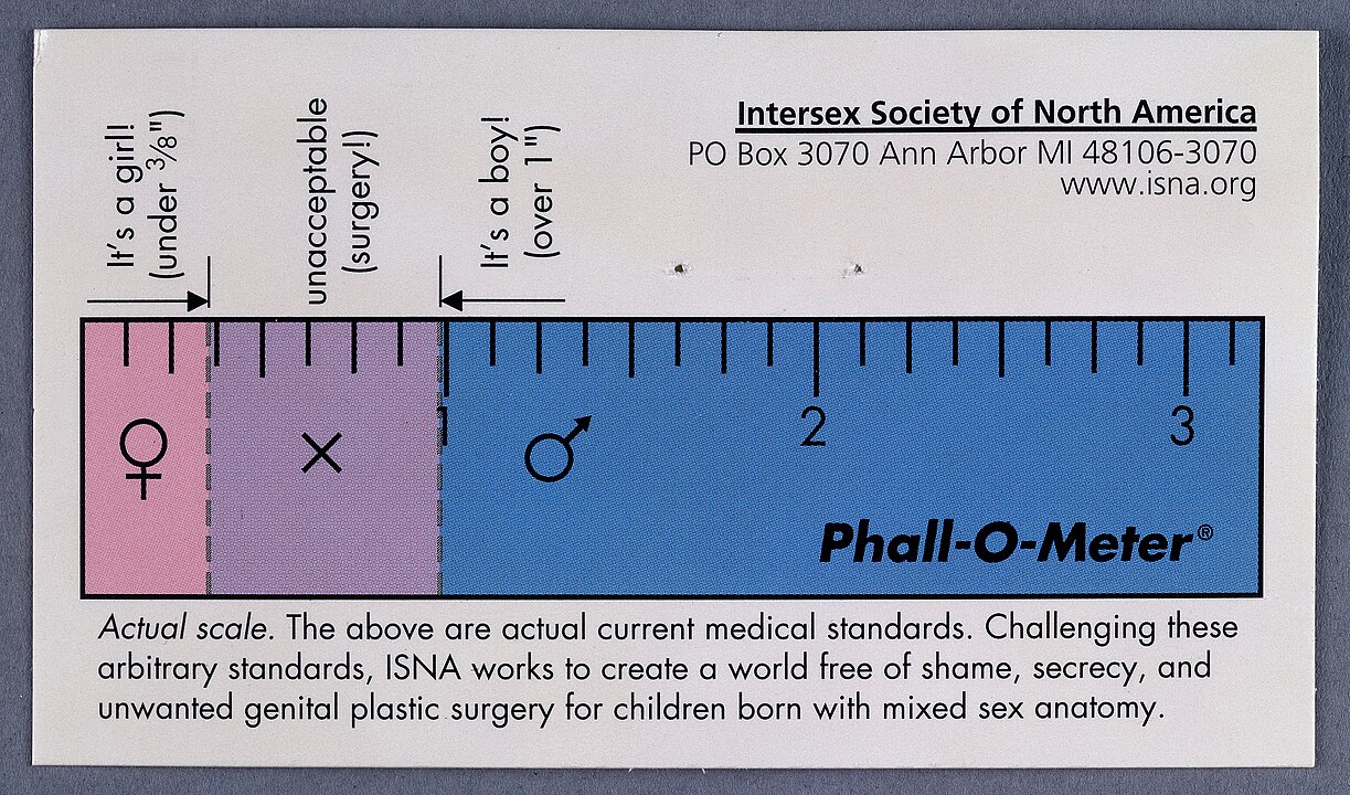 Phallo-meter